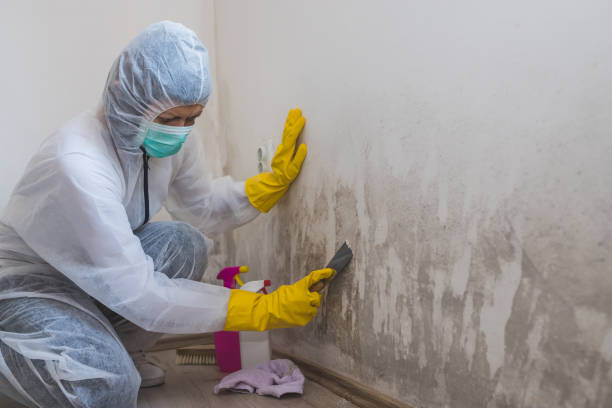 Best Crawl Space Mold Removal  in Lake Linden, MI